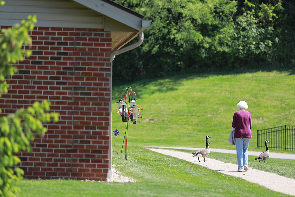 Resident taking a walk with geese at The KentRidge Senior Living in Kent, OH